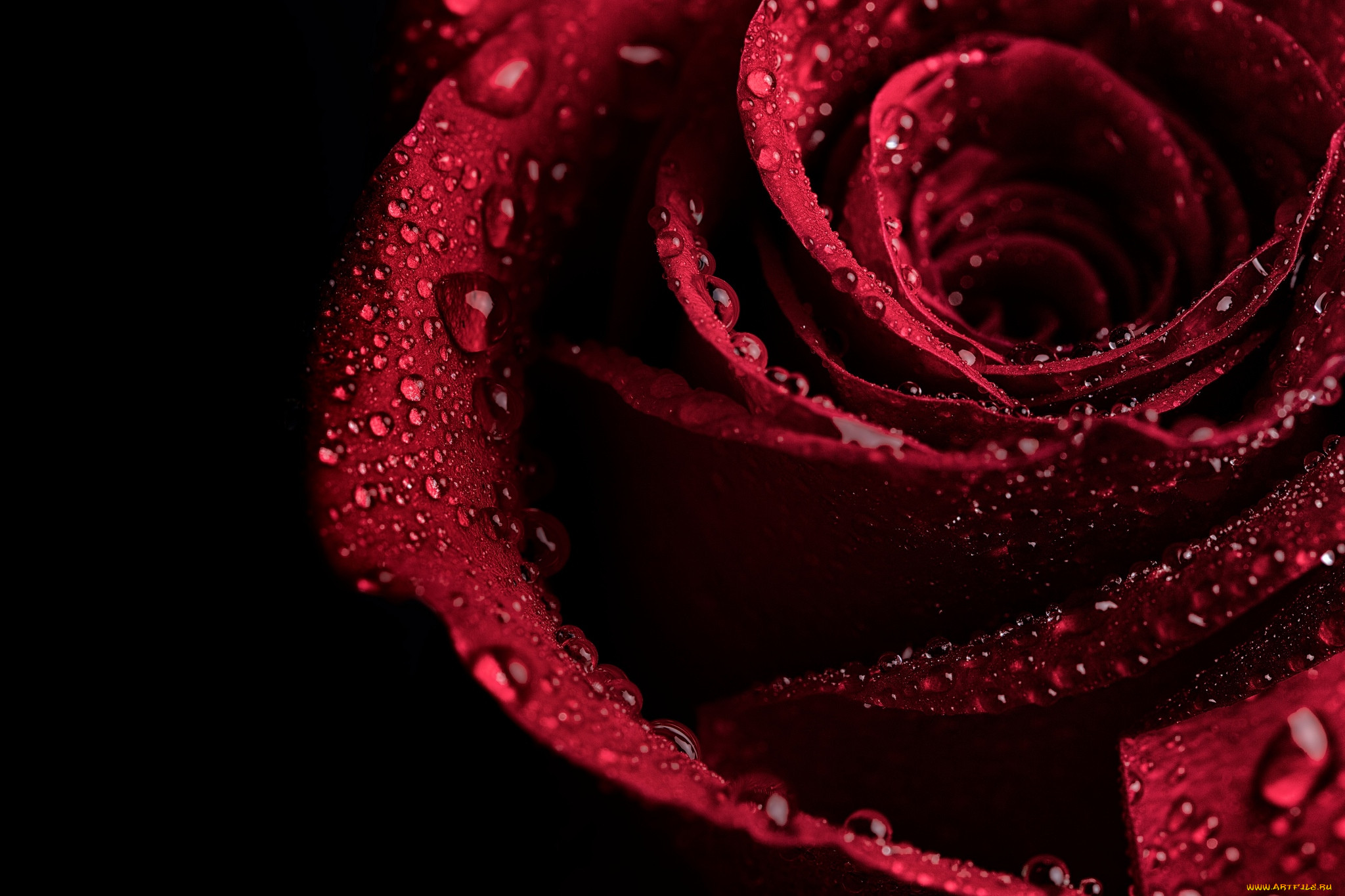 Красная роза в росе на черном фоне
